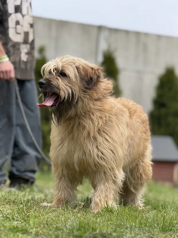 Pies do adopcji, Pieczyska, 13 lutego 2026 (3/5)