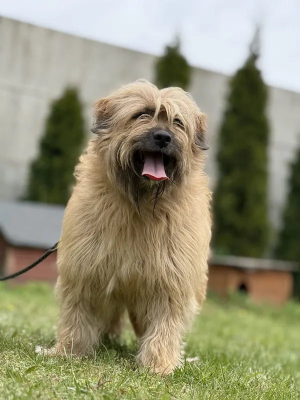 Pies do adopcji, Pieczyska, 13 lutego 2026 (4/5)