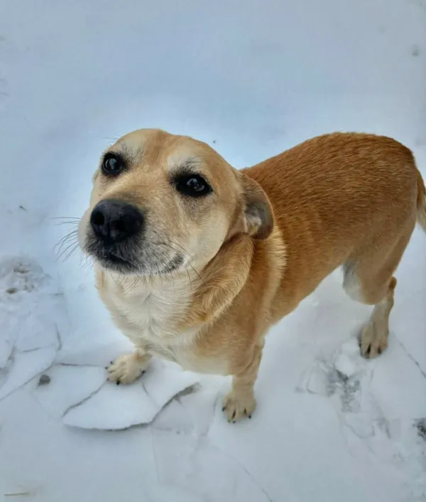 Pies do adopcji, Przyborówko, 13 lutego 2026 (2/3)