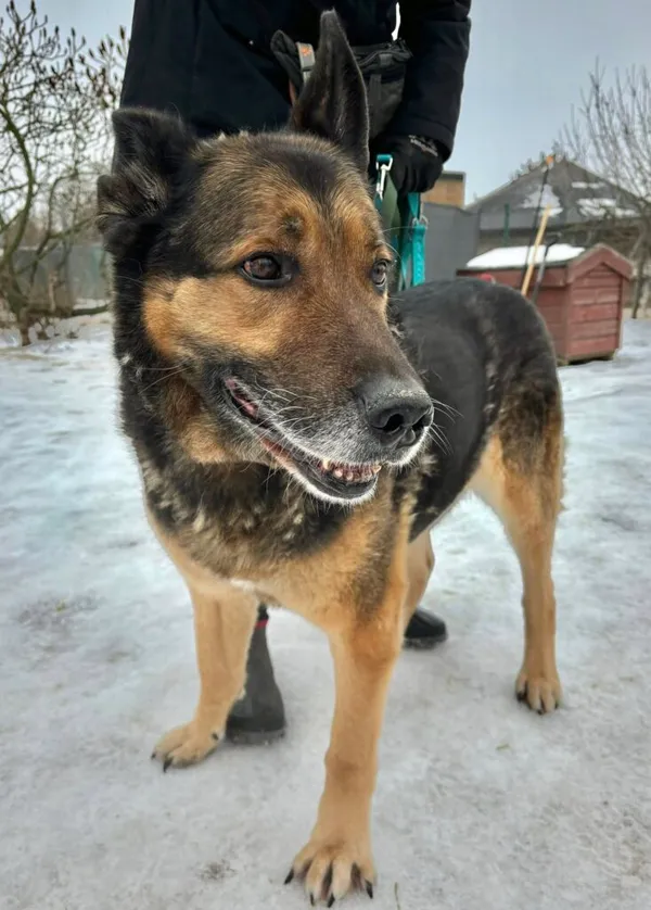 Pies do adopcji, Przyborówko, 13 lutego 2026 (1/3)