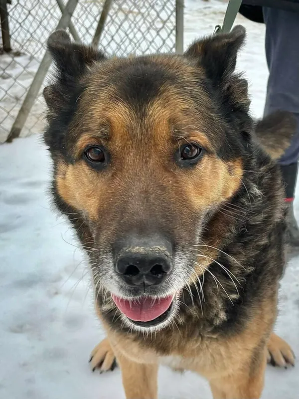 Pies do adopcji, Przyborówko, 13 lutego 2026 (2/3)