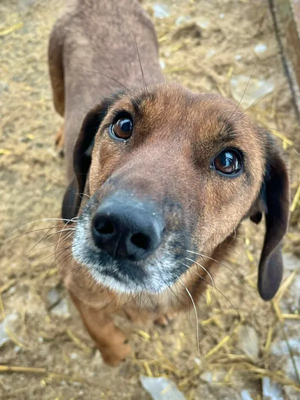 Pies do adopcji, Przyborówko, 13 lutego 2026 (1/3)