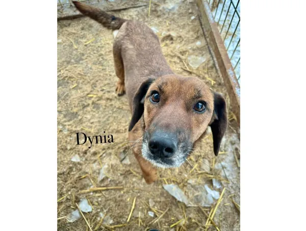 Pies do adopcji, Przyborówko, 13 lutego 2026 (3/3)