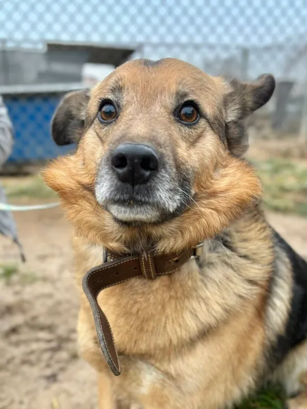 Pies do adopcji, Przyborówko, 13 lutego 2026 (2/3)