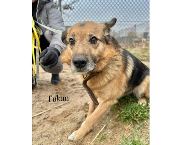 Pies do adopcji, Przyborówko, 13 lutego 2026 (3/3)