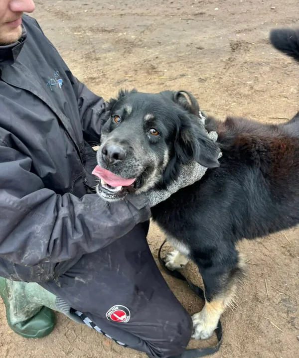 Pies do adopcji, Przyborówko, 13 lutego 2026 (2/3)