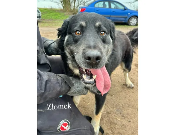 Pies do adopcji, Przyborówko, 13 lutego 2026 (3/3)