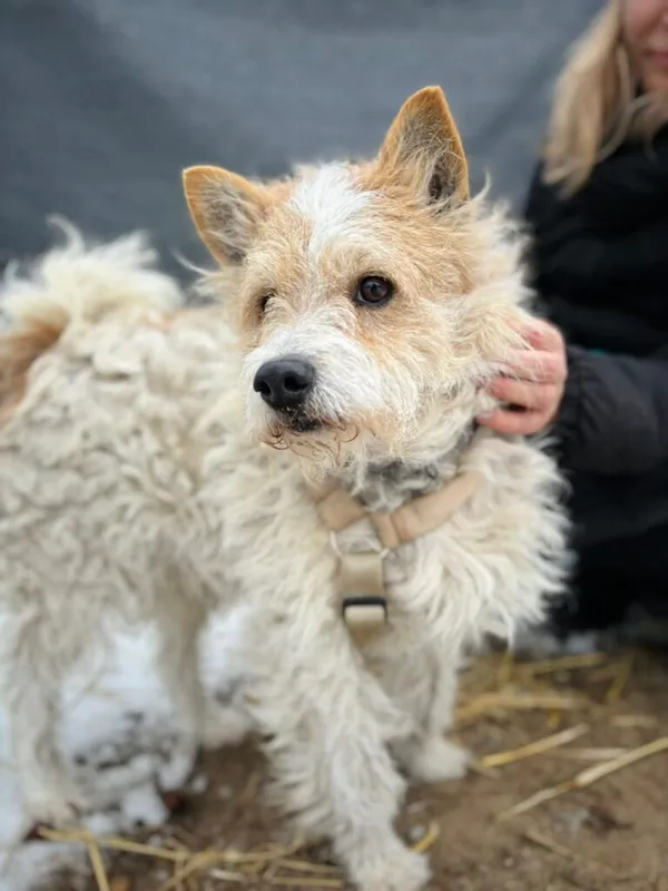 Pies do adopcji, Przyborówko, 13 lutego 2026 (1/3)