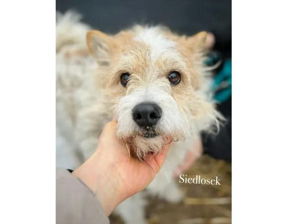 Pies do adopcji, Przyborówko, 13 lutego 2026 (3/3)