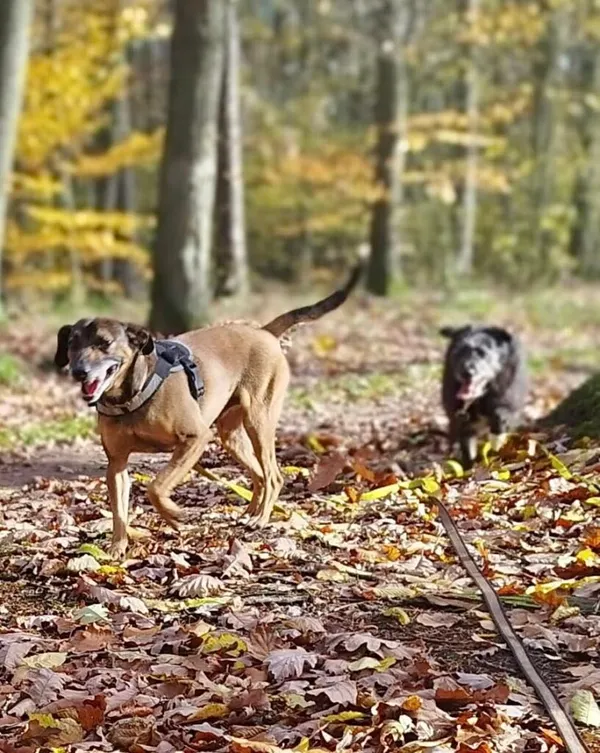 Pies do adopcji, Przyborówko, 13 lutego 2026 (2/4)