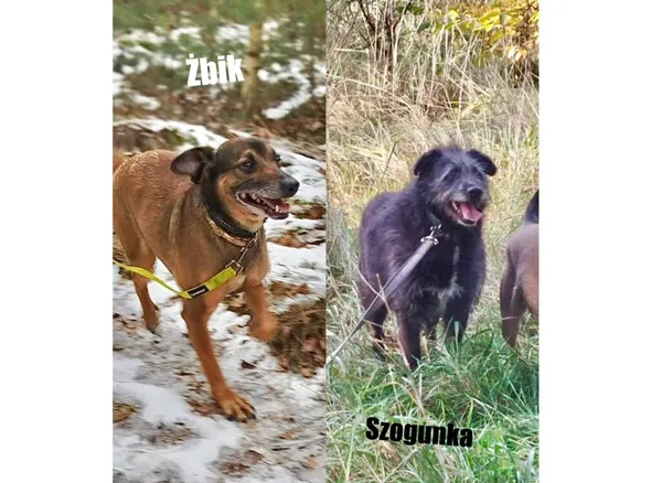 Pies do adopcji, Przyborówko, 13 lutego 2026 (4/4)