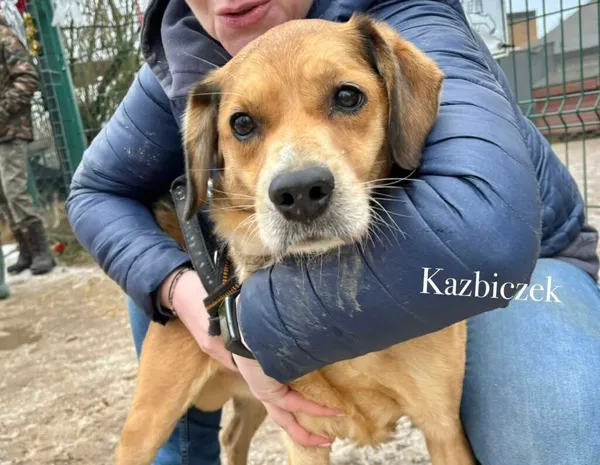 Pies do adopcji, Przyborówko, 22 kwietnia 2026 (3/5)