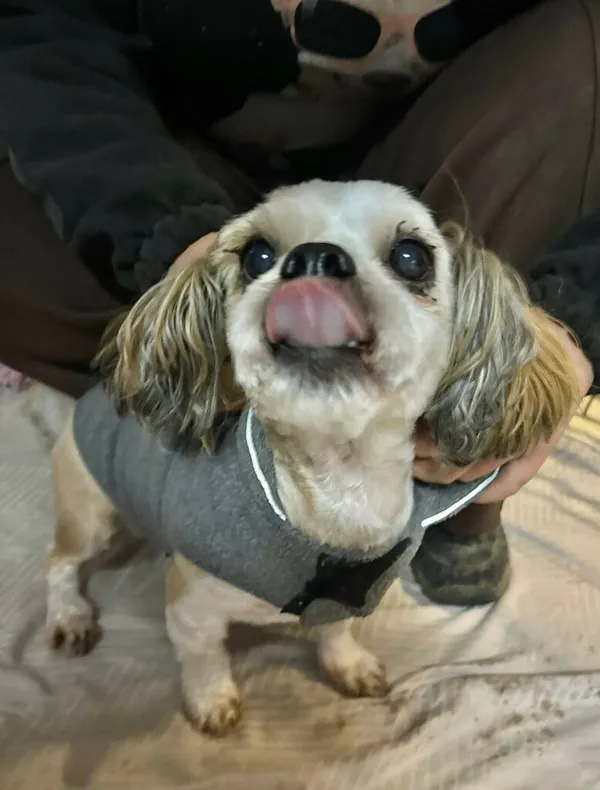 Pies do adopcji, Przyborówko, 13 lutego 2026 (1/3)