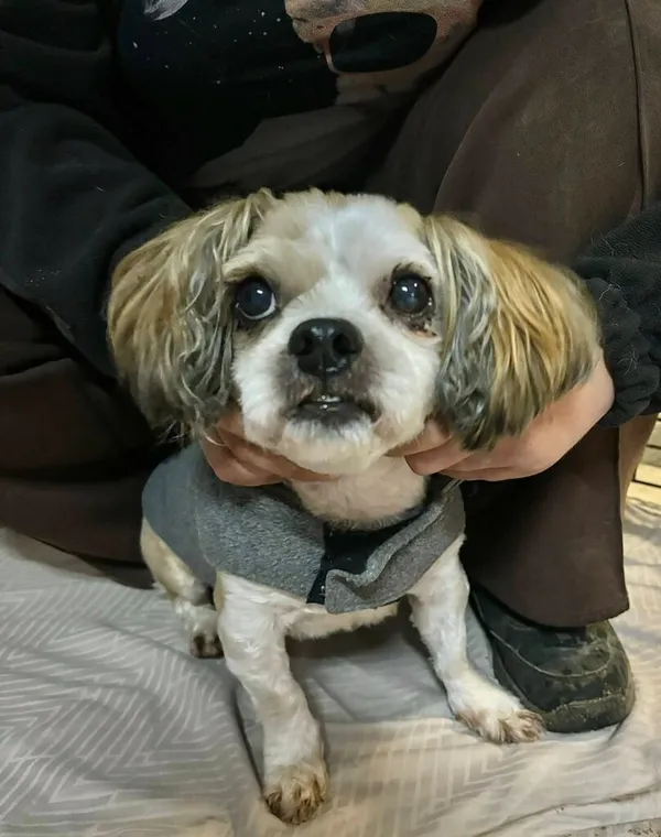 Pies do adopcji, Przyborówko, 13 lutego 2026 (2/3)