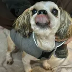 Pies do adopcji
