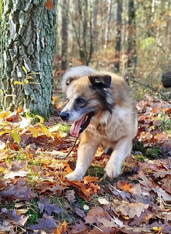 Pies do adopcji, Przyborówko, 13 kwietnia 2026 (1/5)