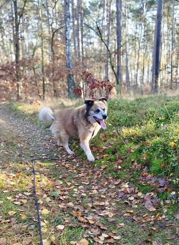 Pies do adopcji, Przyborówko, 13 kwietnia 2026 (2/5)