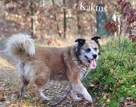 Pies do adopcji, Przyborówko, 13 kwietnia 2026 (3/5)