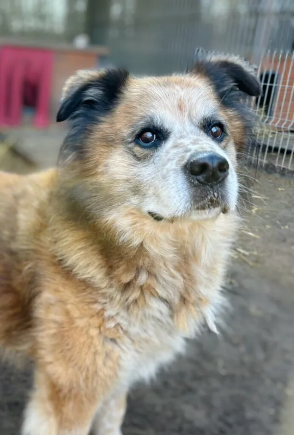 Pies do adopcji, Przyborówko, 13 kwietnia 2026 (4/5)