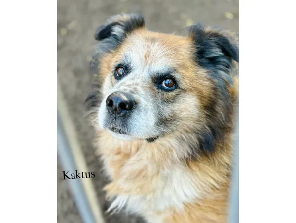 Pies do adopcji, Przyborówko, 13 kwietnia 2026 (5/5)