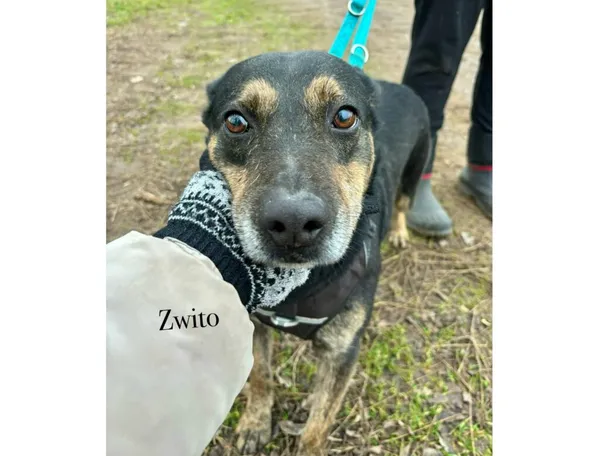 Pies do adopcji, Przyborówko, 13 lutego 2026 (3/3)