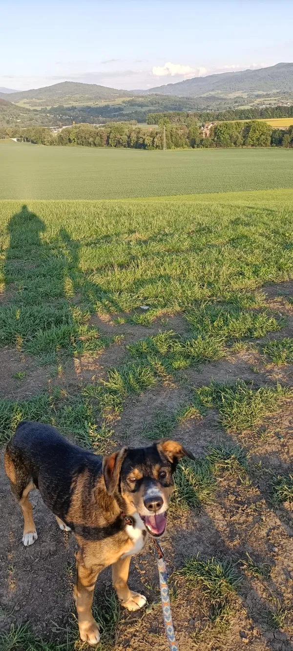 Zaginął pies, Lipowa, 13 lutego 2026 (1/4)