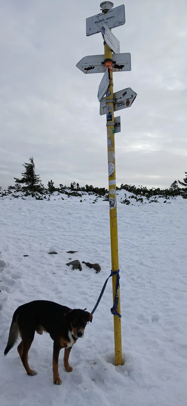 Zaginął pies, Lipowa, 13 lutego 2026 (2/4)