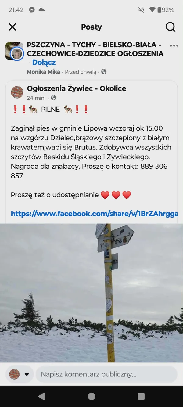 Zaginął pies, Lipowa, 13 lutego 2026 (4/4)