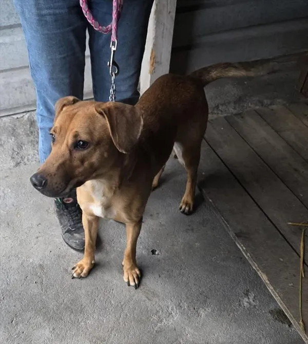 Znaleziono psa, Racibórz, 11 lutego 2026