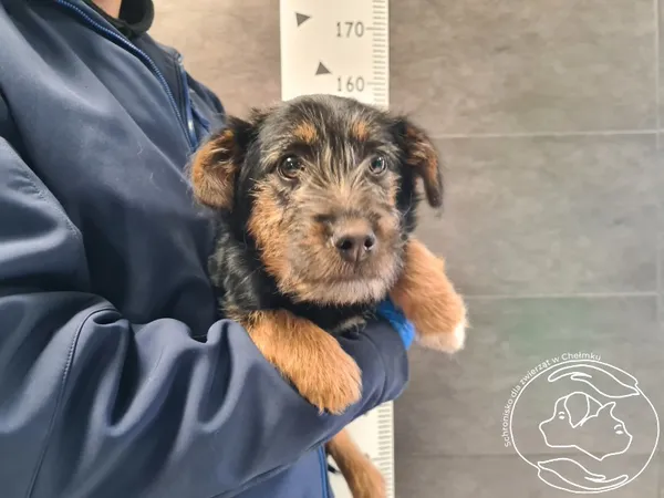 Znaleziono psa, Chełmek, 12 lutego 2026