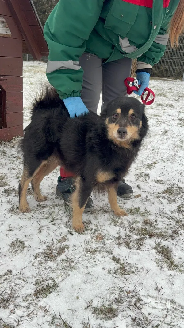 Pies do adopcji, Henrykowo, 24 grudnia 2025 (2/2)