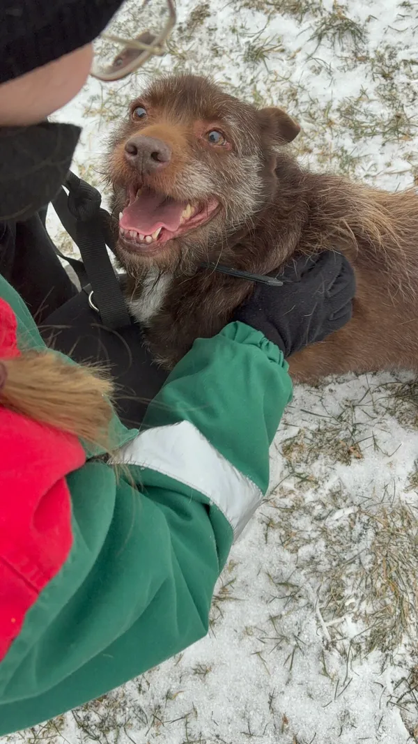 Pies do adopcji, Henrykowo, 6 stycznia 2026 (2/2)