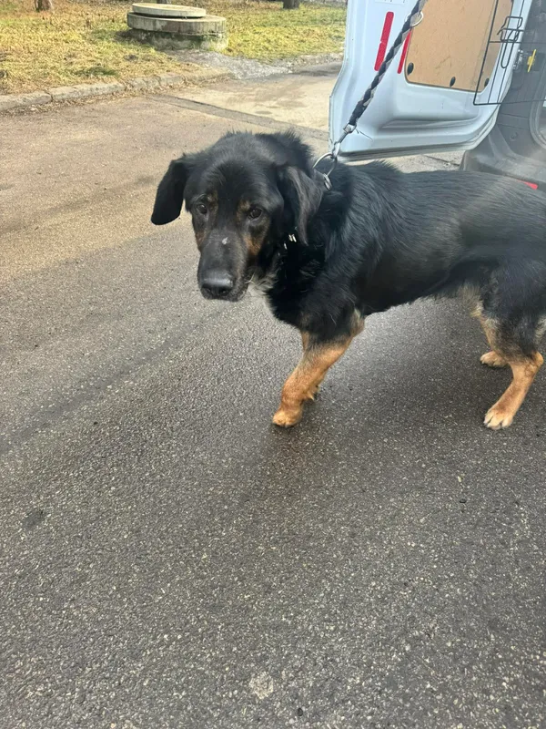 Znaleziono psa, Sosnowiec, 11 lutego 2026