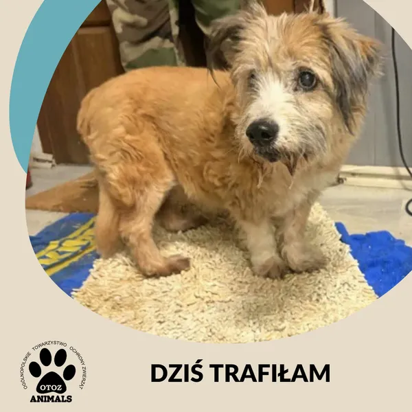 Znaleziono psa, Dąbrówka, 10 lutego 2026 (1/2)