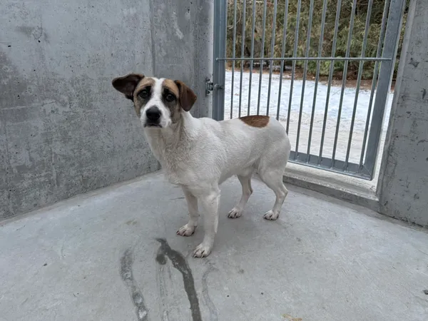 Znaleziono psa, Bydgoszcz, 3 lutego 2026