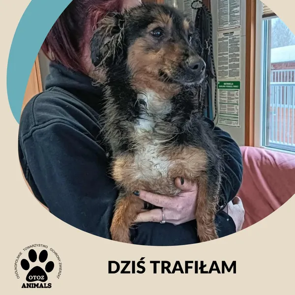 Znaleziono psa, Dąbrówka, 11 lutego 2026