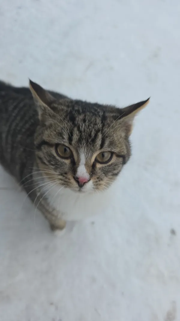 Zaginął kot, Jeżów Sudecki, 14 lutego 2026