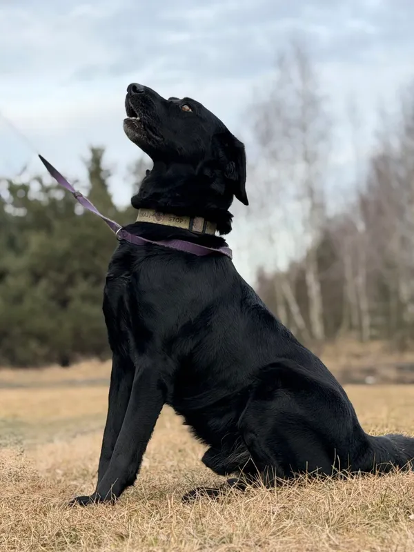 Pies do adopcji, Pieczyska, 14 lutego 2026 (5/5)