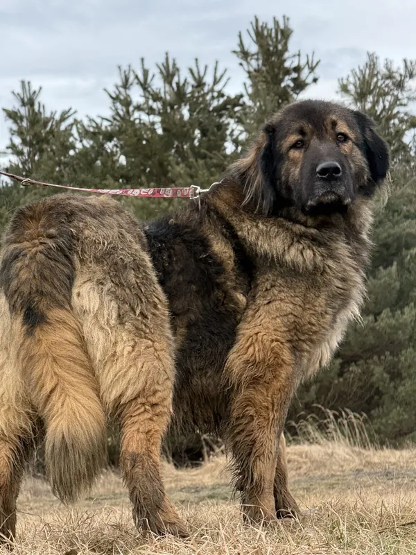 Pies do adopcji, Pieczyska, 14 lutego 2026 (4/5)