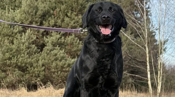 Pies do adopcji, Pieczyska, 13 lutego 2026 (1/5)