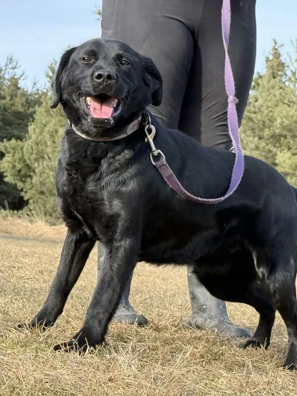 Pies do adopcji, Pieczyska, 13 lutego 2026 (2/5)