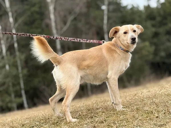 Pies do adopcji, Pieczyska, 13 lutego 2026 (3/5)