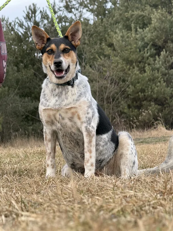 Pies do adopcji, Pieczyska, 13 lutego 2026 (4/5)