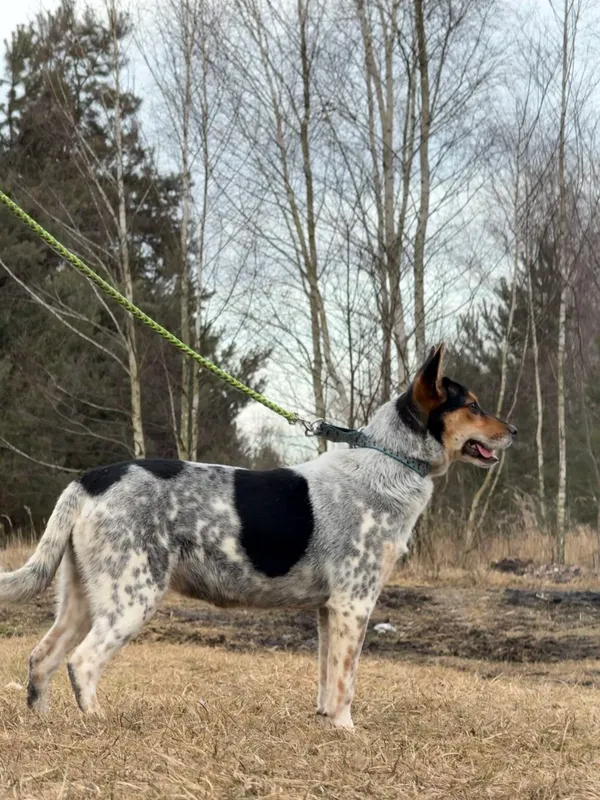 Pies do adopcji, Pieczyska, 13 lutego 2026 (5/5)