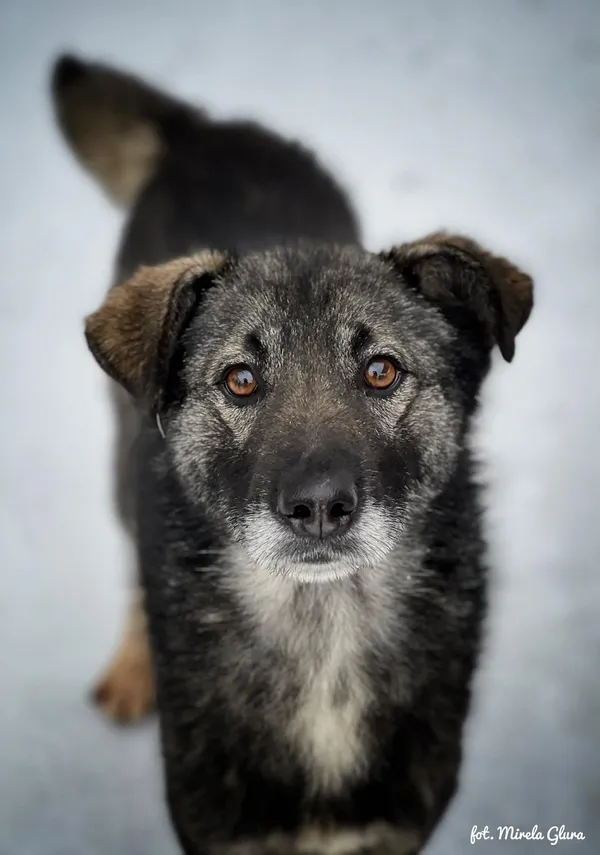 Pies do adopcji, Bydgoszcz, 14 lutego 2026 (4/5)