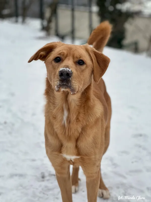 Pies do adopcji, Bydgoszcz, 14 lutego 2026 (5/5)