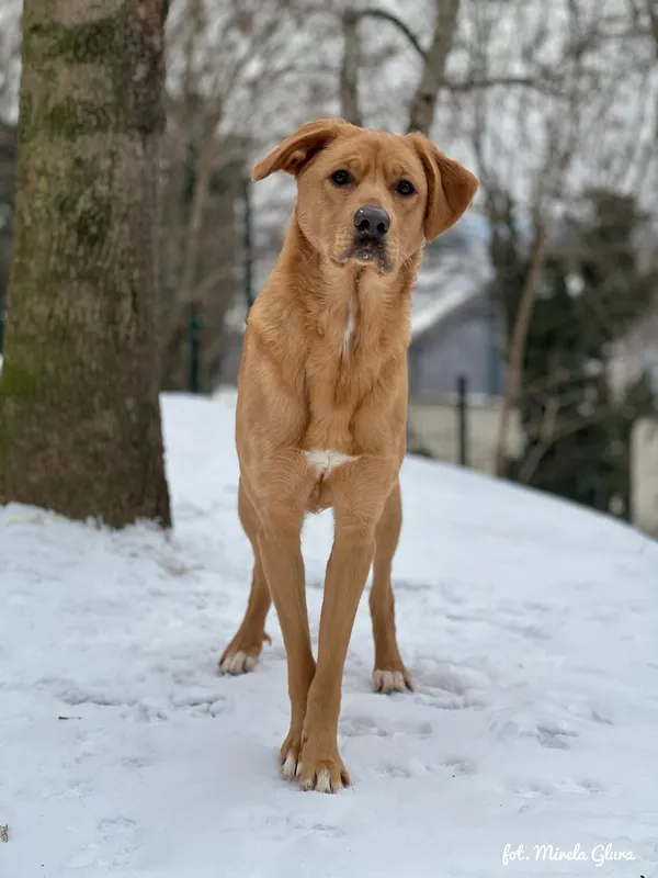 Pies do adopcji, Bydgoszcz, 14 lutego 2026 (4/5)