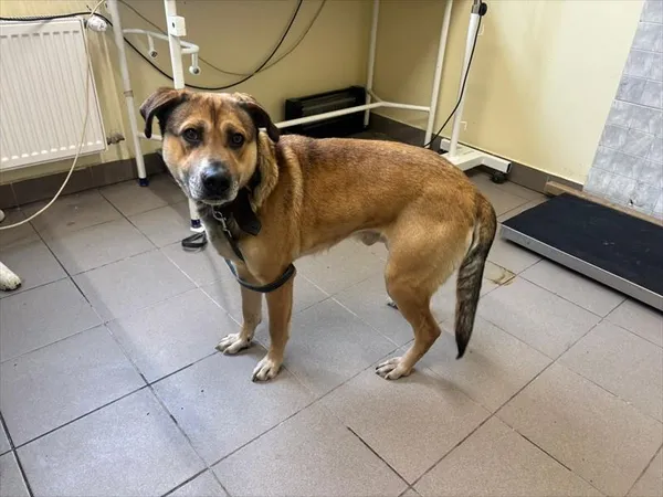 Znaleziono psa, Choszczno, 30 stycznia 2026