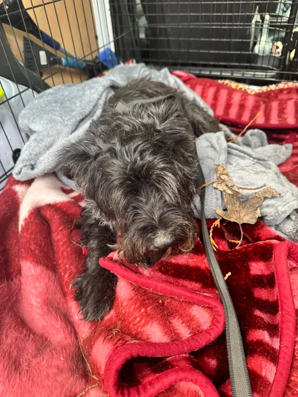 Znaleziono psa, Sosnowiec, 12 lutego 2026