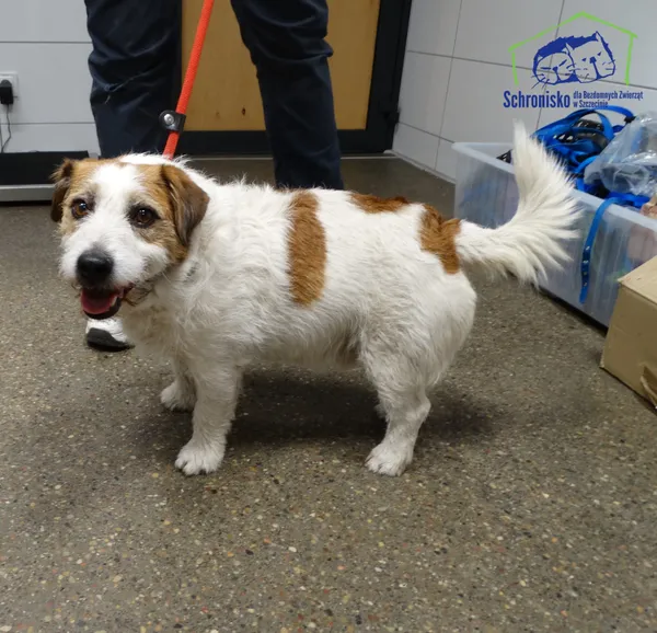 Znaleziono psa, Szczecin, 13 lutego 2026